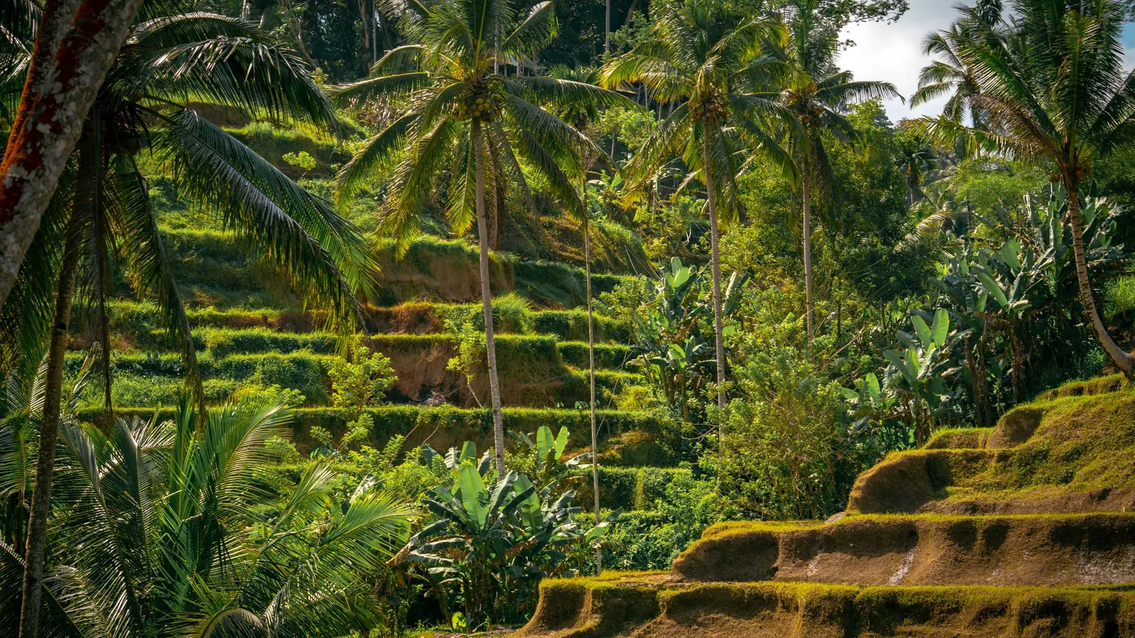 Rice terraces framed by palm trees near Ubud